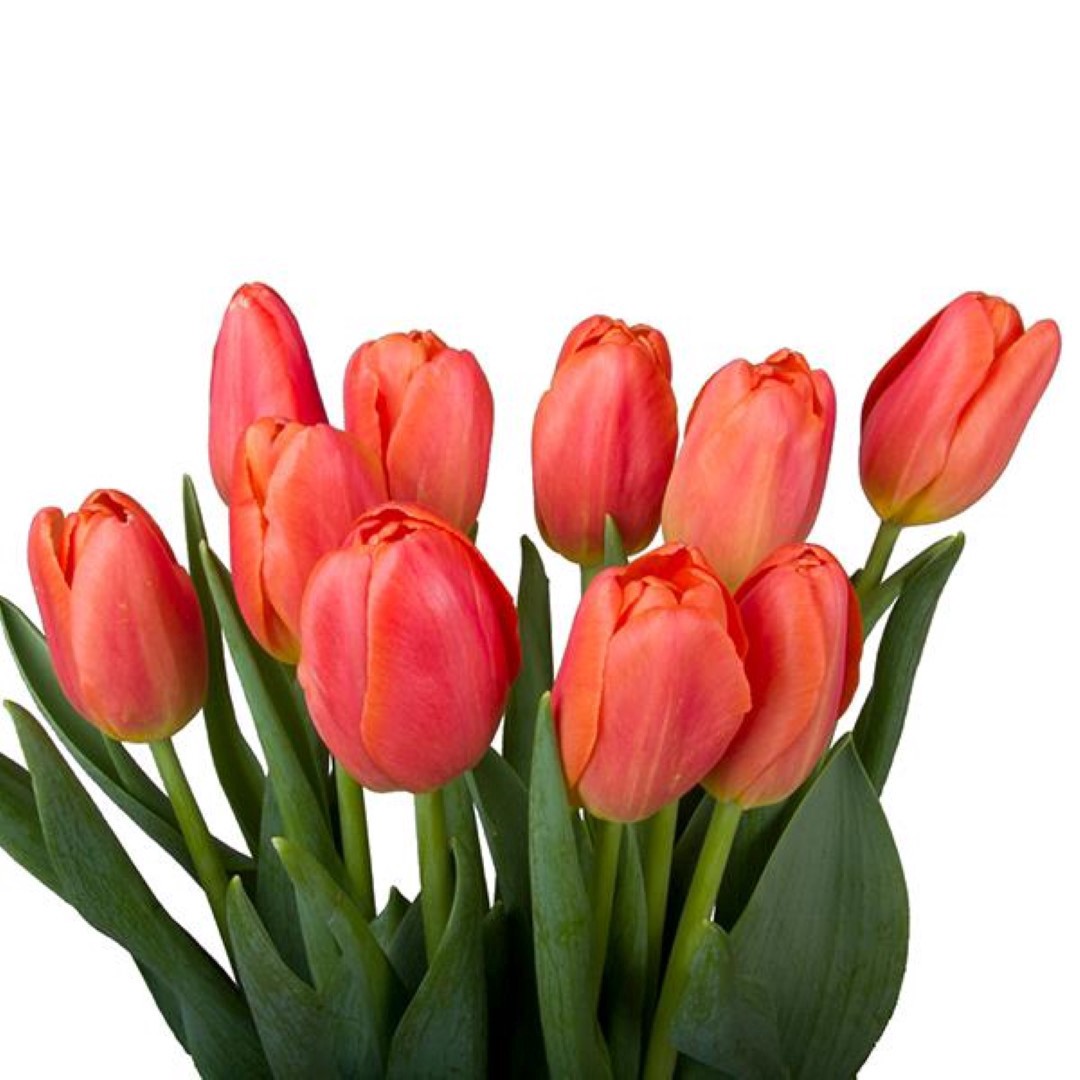 slide 1 of 1, K 15 Stem Orange Tulips, 1 ct