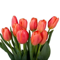 15 Stem Orange Tulips