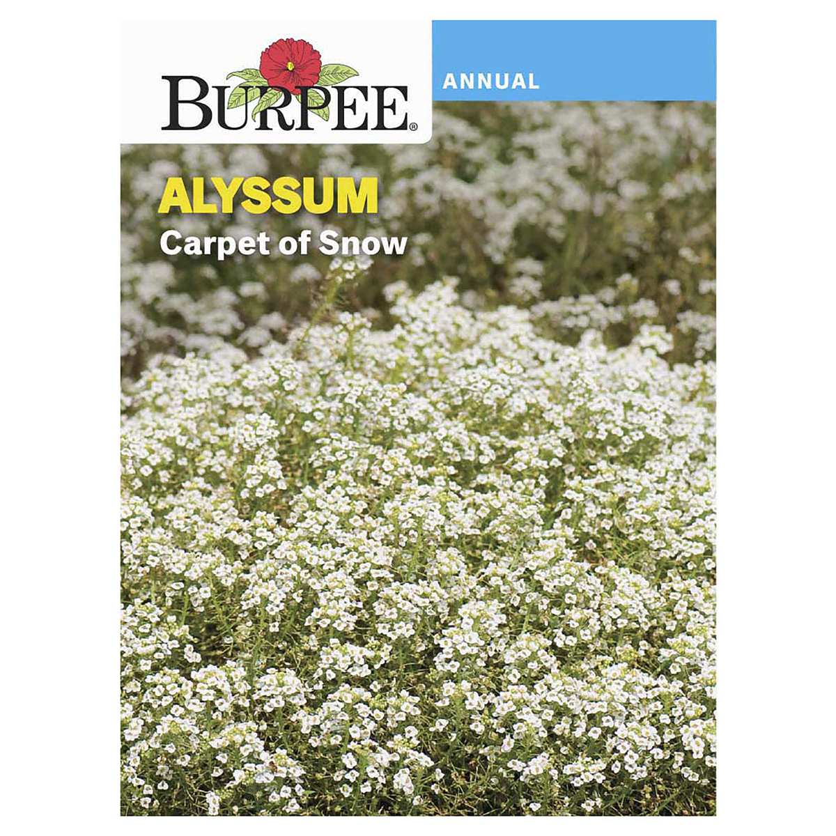 slide 1 of 5, Burpee Alyssum Carpet of Snow Seeds - White, 1 ct