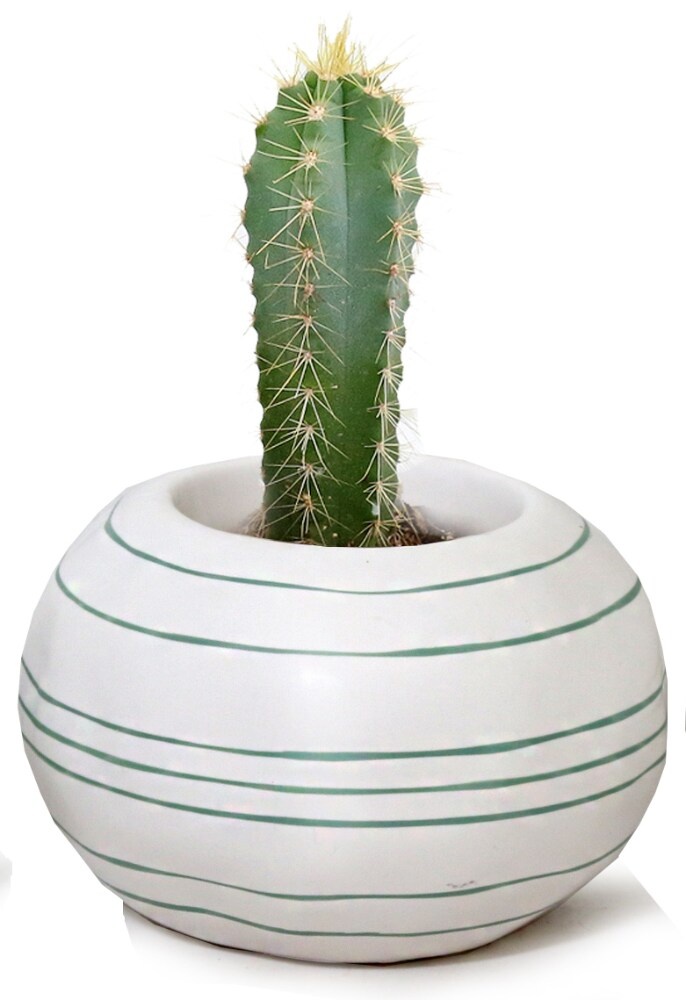 slide 1 of 1, Swirling Sand Ceramic Potted Cactus, 2 in pot