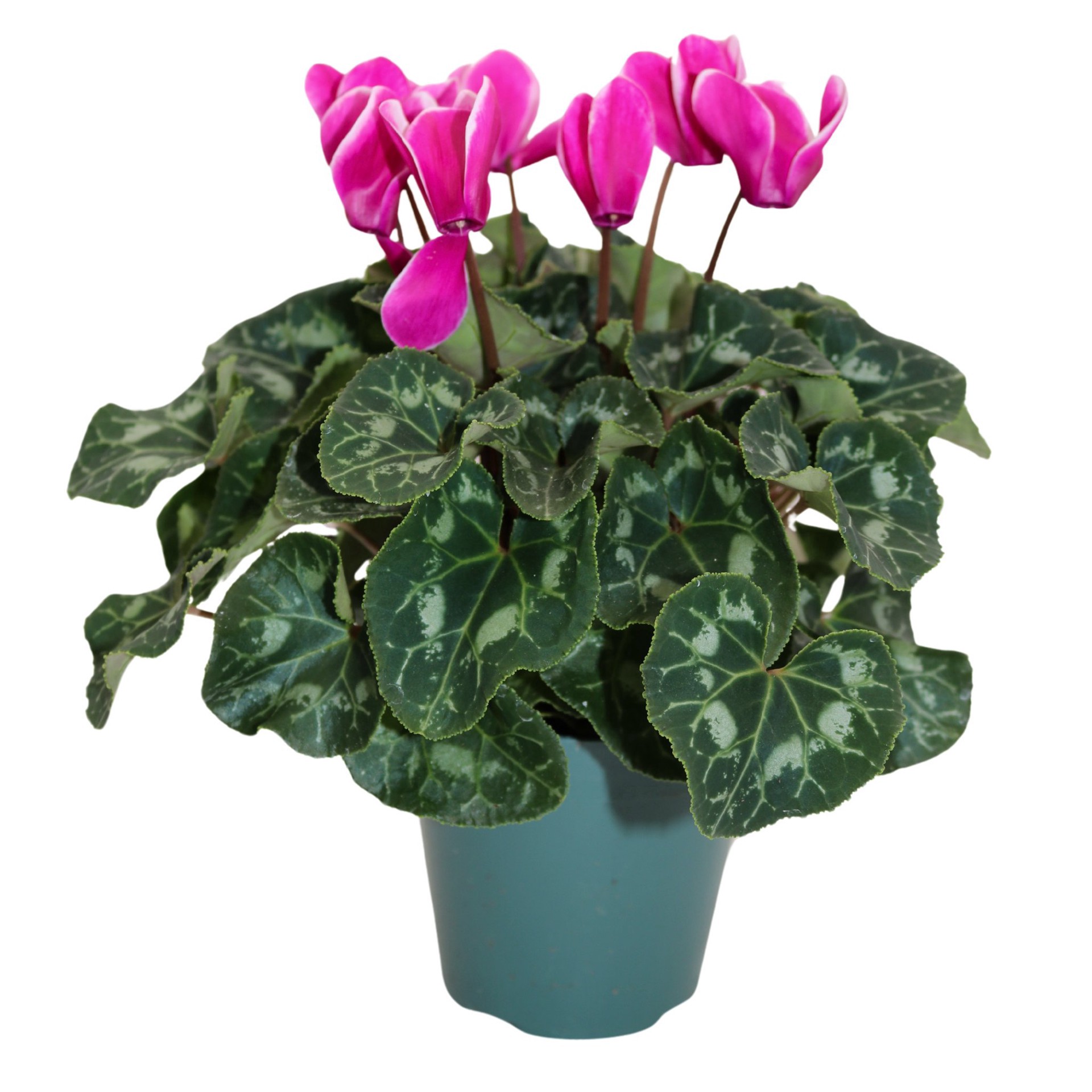 slide 1 of 1, H-E-B Cyclamen Fuji Dark Violet, 4.5 ft ft
