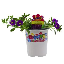 Spring Creek Growers Groovy Flower Power Calibrachoa - Lavender