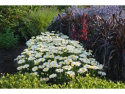 Proven Winners Shasta Daisy Banana Cream