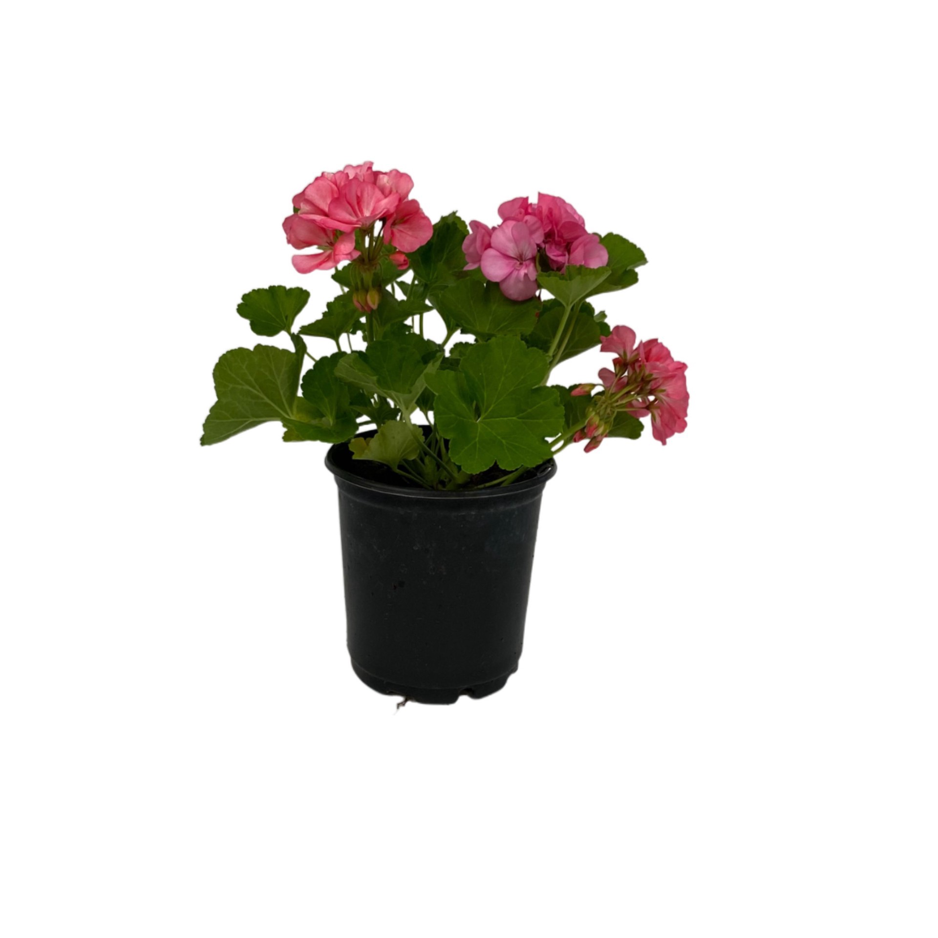 slide 1 of 1, H-E-B Geranium - Pink, 1 gal