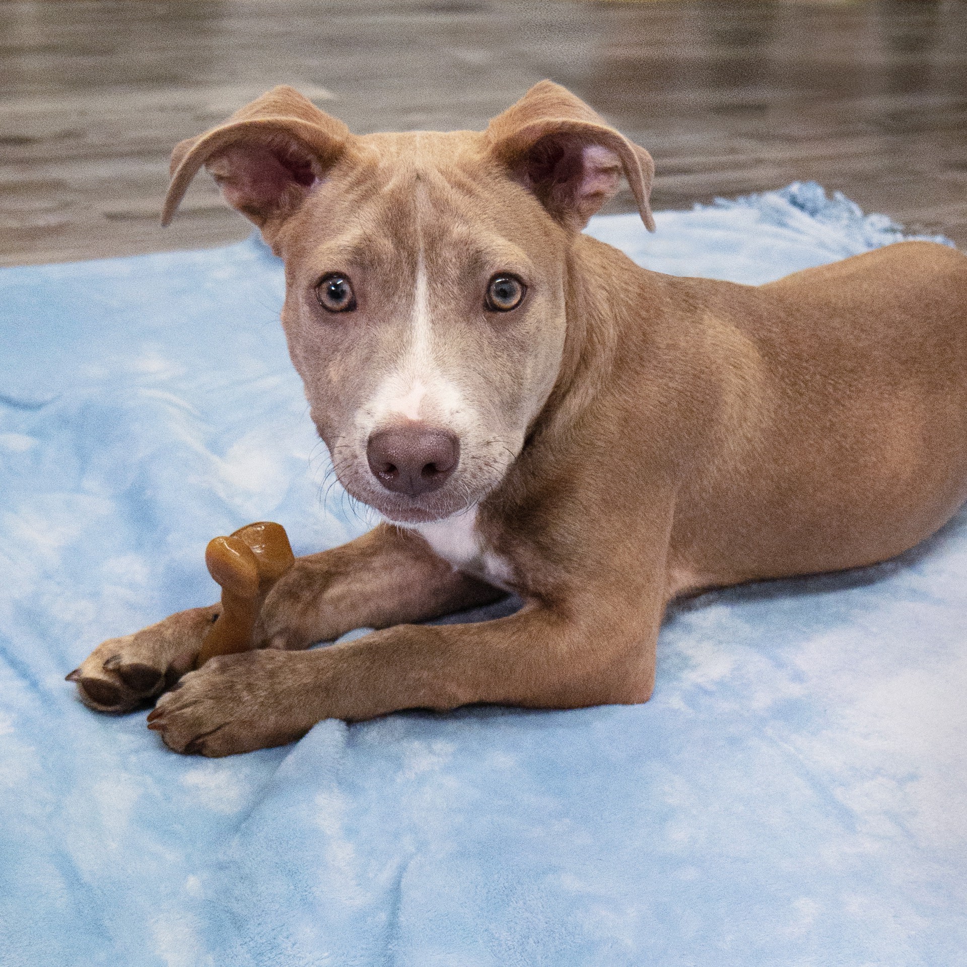 slide 3 of 10, Nylabone Puppy Gourmet Style Strong Chew Toy, 1 ct