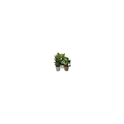 Potted 10In Ast Foliage In Pc