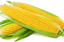 Corn Bi-Color Local