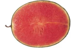 Red S/less Watermelon