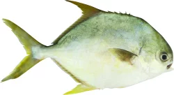 Pompano Dorado