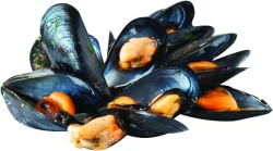 Mejillones