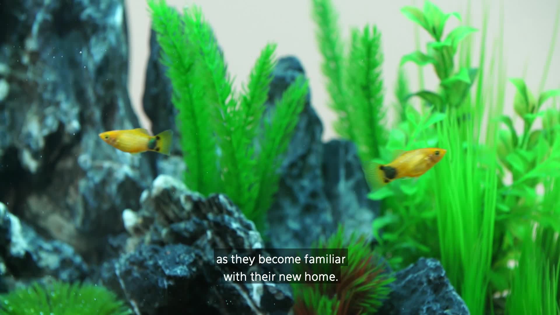 slide 7 of 7, Aqueon Standard Glass Rectangle Aquarium Clear Silicone Black 20 Long, 1 ct