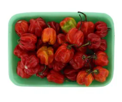Red Habanero Hot Pepper