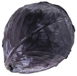 Fresh Red Cabbage