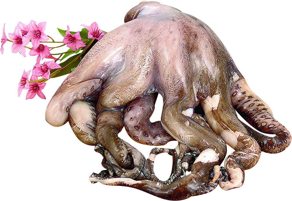 slide 1 of 1, Bebé Pulpo Crudo, per lb