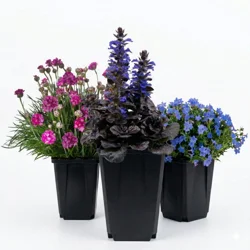 Assorted Quart Perennials
