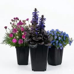 Assorted Quart Perennials