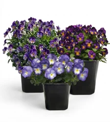 Viola Ast 2 Qt