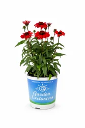 GE 2.5 Qt Coneflower Sunmagic