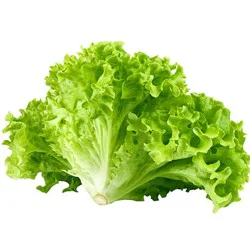 Green Leaf Lettuce