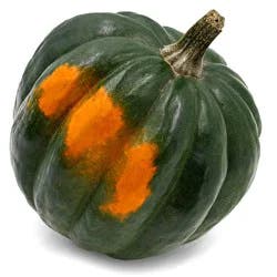 Squash - Acorn