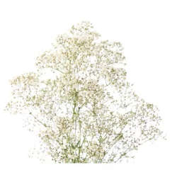 Baby's Breath Bunch