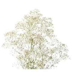 Baby's Breath Bunch