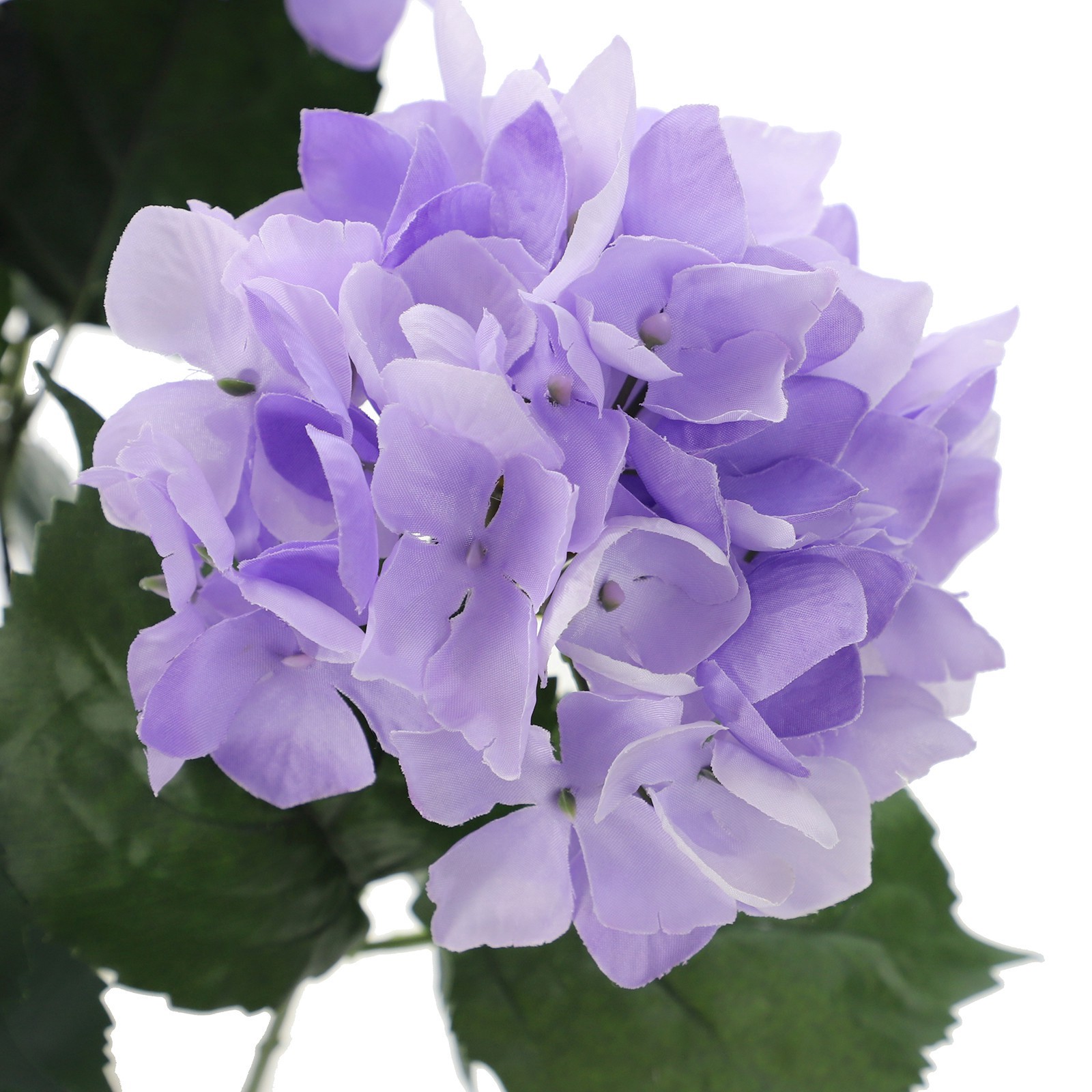 slide 7 of 7, Purple Hydrangea Bush By Ashland, 23 in
