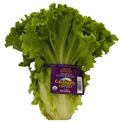 Organic Green Leaf Lettuce