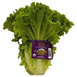 Organic Green Leaf Lettuce