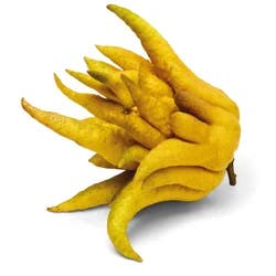 Buddha's Hand
