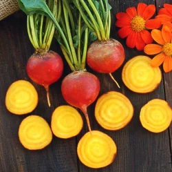 High Mowing Organic Seeds Touchstone Gold Beet Seeds