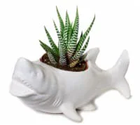 Shark With Succulents - 2.77 LB