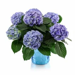 Fresh 6 Inch Blue Hydrangea (Where Available)
