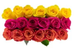 DIERBERGS FLOWERS & GIFTS TRI COLOR ROSES BOUQUET