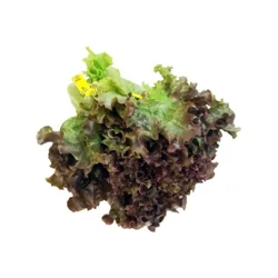 Organic Lettuce Naked Red Leaf