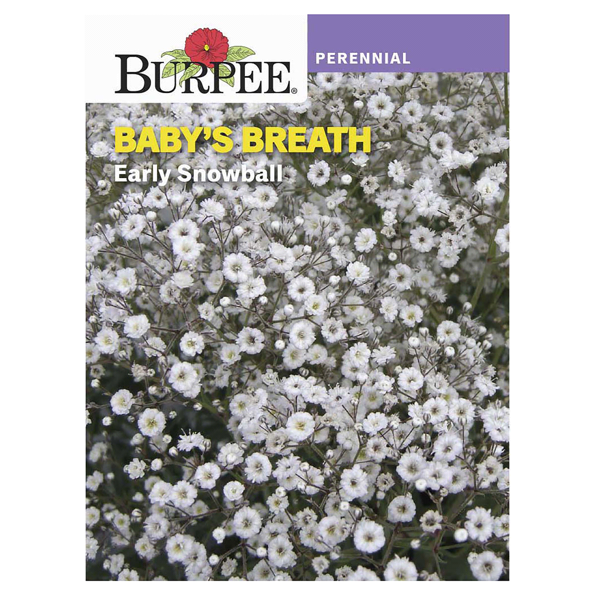 slide 1 of 5, Burpee Babys Breath Early Snowballdouble Flowered Seeds, 1 ct