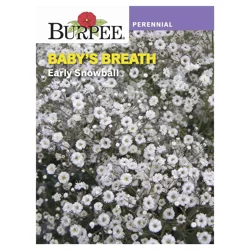 Burpee Baby's Breath Early Snowball Double Flowered Seeds