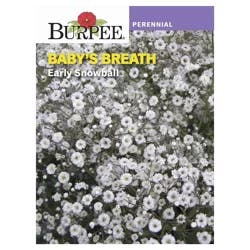 Burpee Baby's Breath Early Snowball Double Flowered Seeds