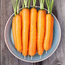 High Mowing Organic Seeds Napoli Carrot Seeds