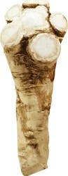 Horseradish Root - 1 ea