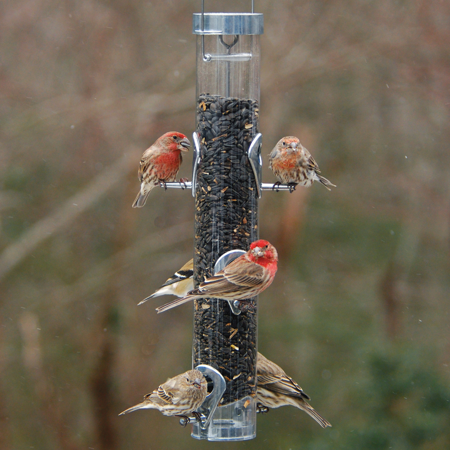 slide 3 of 4, Droll Yankees Classic Sunflower Feeder With Ring Pull Advantage - Silver, 1 ct