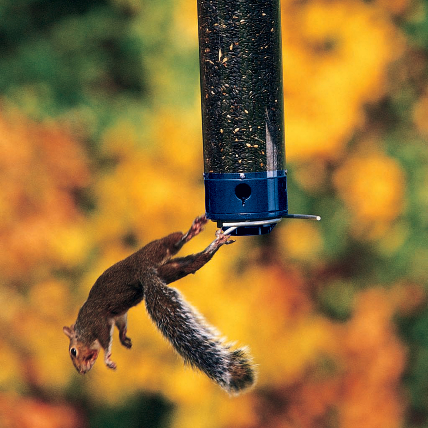 slide 2 of 4, Yankee Whipper Collapsing Curved Perch Squirrel-Resistant Bird Feeder, 21", 21 in