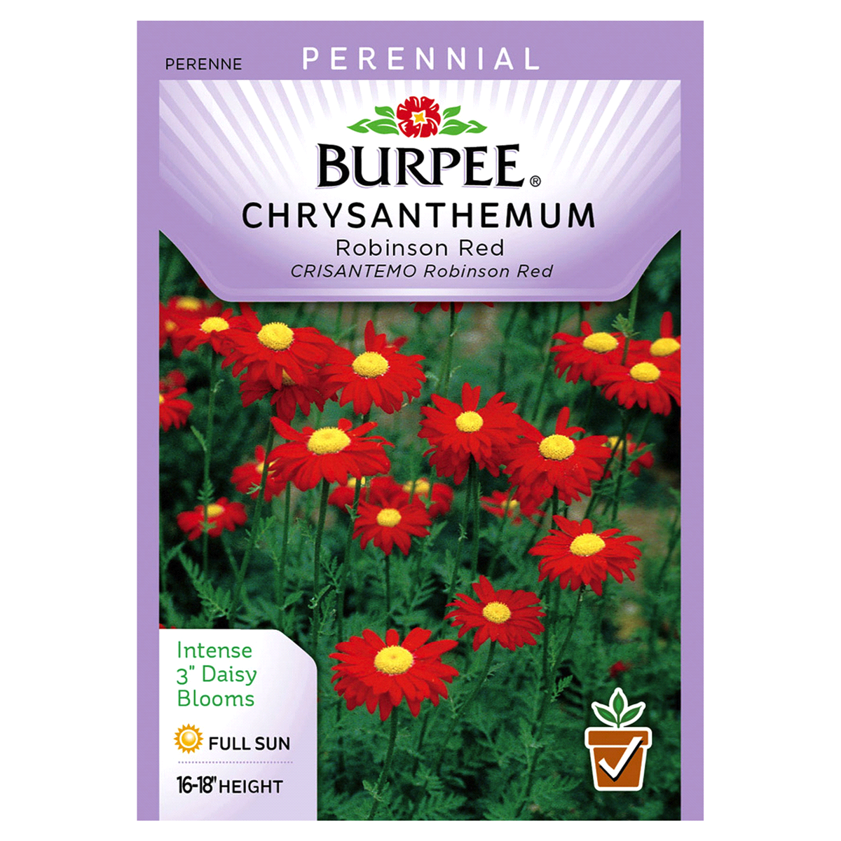 slide 1 of 1, Burpee Chrysanthemum Robinson Red Seeds, 1 ct