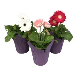 4.5" Gerbera