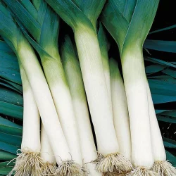 High Mowing Organic Seeds Tadorna Leek Seeds