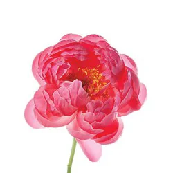 Coral Peony - EA