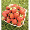 slide 2 of 5, 45 All Star Strawberry Plant, 1 ct