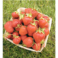 slide 3 of 5, 45 All Star Strawberry Plant, 1 ct