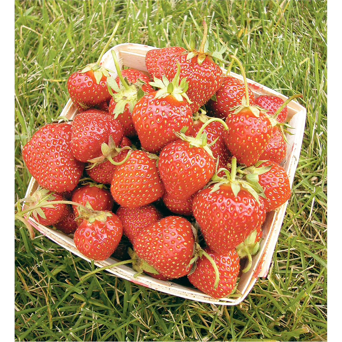 slide 4 of 5, 45 All Star Strawberry Plant, 1 ct