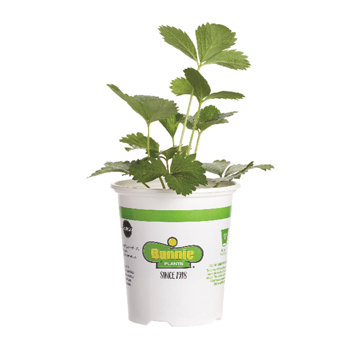 slide 1 of 5, 45 All Star Strawberry Plant, 1 ct